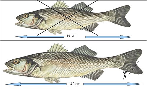 bar-a-42cm.jpg bar-a-42cm.jpg